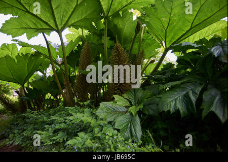Gunnera manicata rhubarbe géante du Chili Banque D'Images