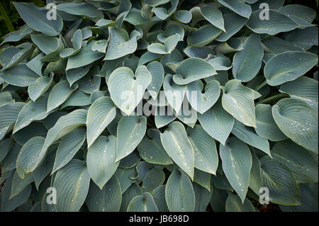 Hosta plante avec des gouttes d'eau de pluie fraîche dans Holehird Gardens Banque D'Images