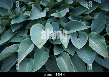 Hosta plante avec des gouttes d'eau de pluie fraîche dans Holehird Gardens Banque D'Images