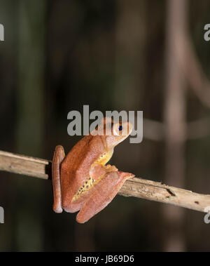 Grenouille arlequin (Rhacophorus pardalis), Danum Valley, Sabah, Bornéo Banque D'Images