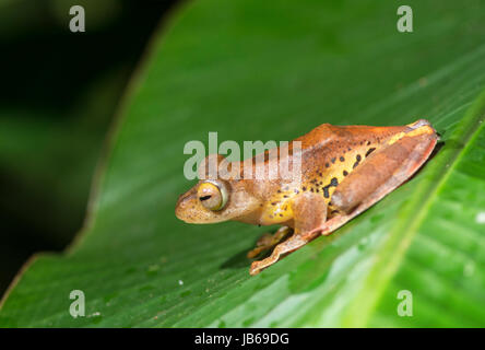 Grenouille arlequin (Rhacophorus pardalis), Danum Valley, Sabah, Bornéo Banque D'Images