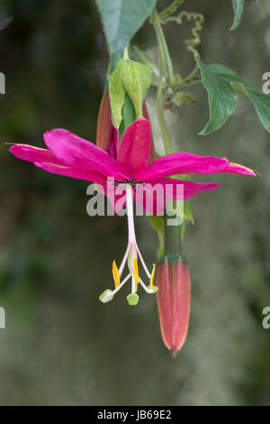 La passion des fleurs : Passiflora tarminiana. Banque D'Images