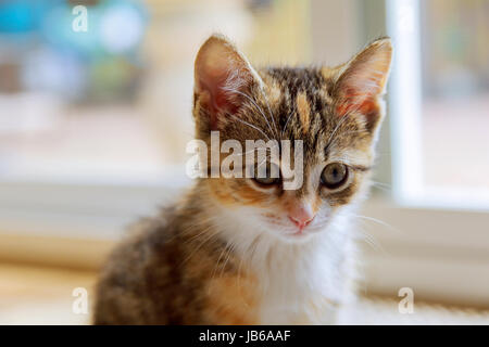 Orange mignon chaton photographié avec une lentille de spécialité pour obtenir un effet de rêve doux. Banque D'Images