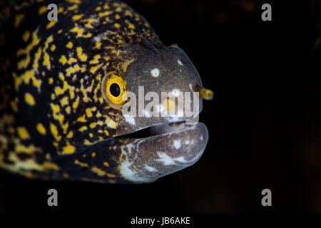 Un flocon de la murène vit sur un récif dans Komodo, Indonésie. Cette région extraordinaire biodiversité marine et des ports est une région de vacances populaire. Banque D'Images