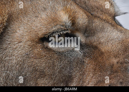 Extreme close up portrait détaillé du profil des femmes à l'écart des yeux africains lionne Banque D'Images