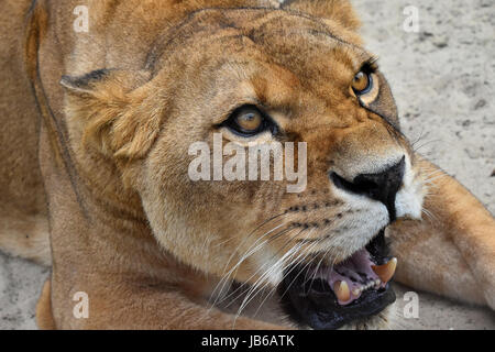 Close up portrait of mature femelle magnifique lionne d'Afrique, en colère contre ses dents, rugissant et à côté de l'appareil photo, high angle view Banque D'Images