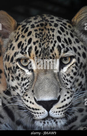 Face à face close up portrait of Amur Leopard (Panthera pardus orientalis) looking at camera, low angle view Banque D'Images