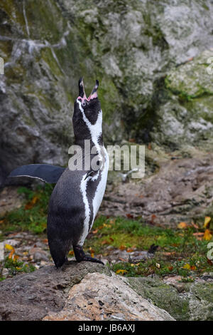 Un penguin debout sur les ailes et l'épandage de roche, appelant au cours de l'accouplement de la danse, Close up, low angle view, Banque D'Images