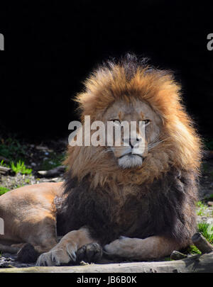 Close up portrait of cute African lion mâle avec une belle crinière, portant sur le terrain et à la recherche à l'appareil photo, low angle view Banque D'Images