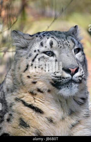 Close up portrait of snow leopard (Panthera uncia ou once, jeune femme à la recherche de côté) de l'appareil photo, low angle view Banque D'Images