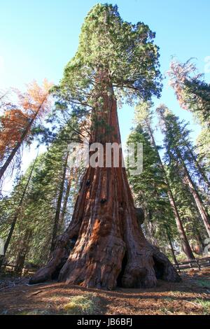 Le Séquoia géant (bois rouge) des arbres au parc national de Sequoia et de Kings, Californie, USA. Banque D'Images