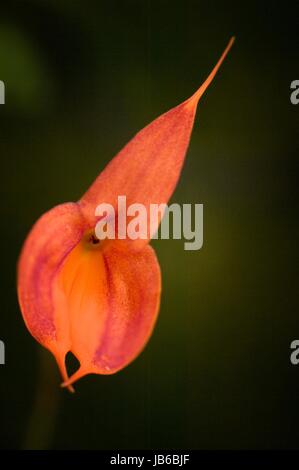 Masdevallia veitchiana. Banque D'Images