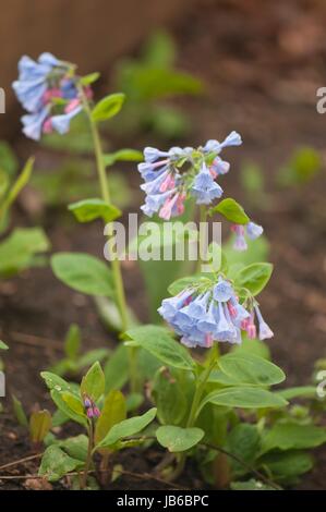 Virginia Bluebells (Mertensia virginica). Banque D'Images