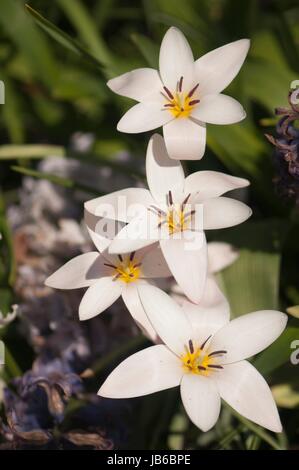 White Tulip (Tulipa clusiana 'Lady Jane') fleurs. Banque D'Images