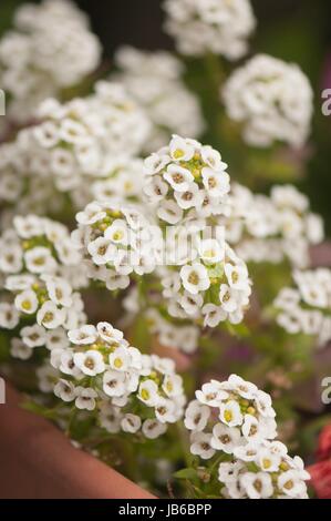 Lobularia maritima (Alyssum blanc). Banque D'Images