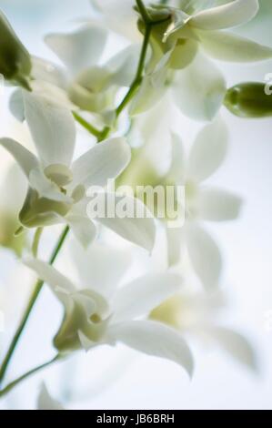 Orchidée dendrobium blanche. Banque D'Images