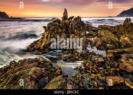 Wilson brillante dans le sud-ouest n Désert, Tasmanie Banque D'Images