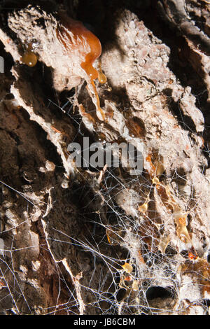 Spider web Creepy tissés sur l'écorce d'un arbre. Banque D'Images