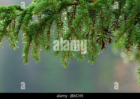 Image paysage d'une branche de sapin avec copie espace en bas Banque D'Images