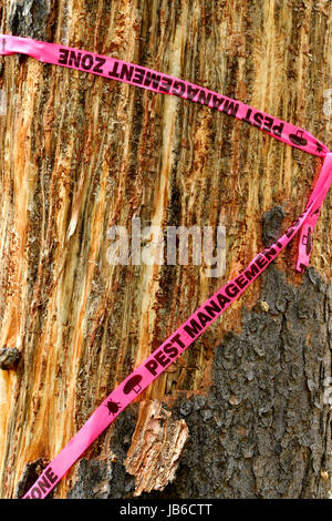 Un gros plan d'un tronc d'arbre de pin qui a été touché avec une infestation du dendroctone du pin et a l'écorce des arbres est arrachée d'exposer les dommages. Banque D'Images