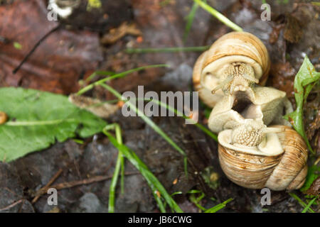 L'accouplement de deux escargots. La reproduction des escargots dans la nature. Banque D'Images