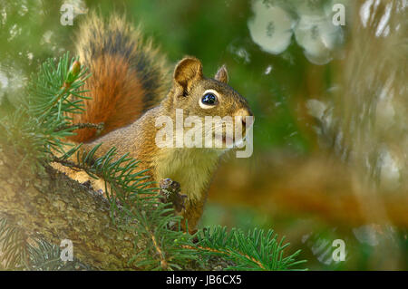 Un écureuil roux (Tamiasciurus hudsonicus ; sur une branche d'arbre épinette étant très curieux et à la recherche à l'avant, à l'image capturée dans les régions rurales de l'Alberta Canada Banque D'Images