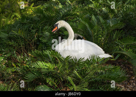 Deux cygnes tuberculés, un presque complètement masquée, recherche d'un site de nidification dans un lit de fougères dans un jardin. Banque D'Images