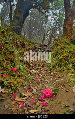 Rhododendron fleurs sur la piste. Région de l'Annapurna, Népal, Banque D'Images