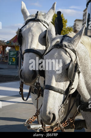 Libre de la tête de deux chevaux blancs de race Banque D'Images