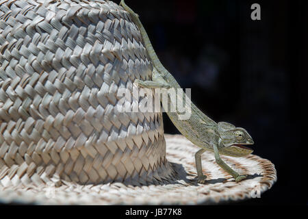 Un caméléon sur un chapeau de paille. Banque D'Images