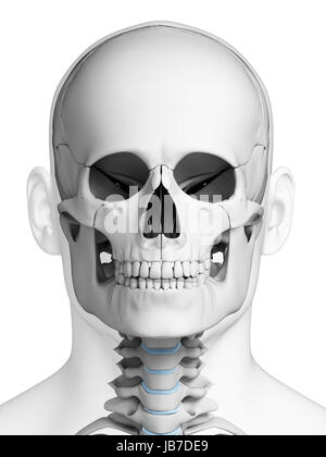 Rendu 3d illustration - l'anatomie du crâne humain Banque D'Images