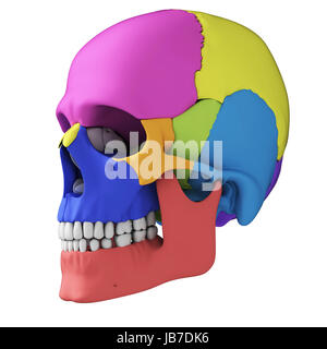 Rendu 3d illustration - l'anatomie du crâne humain Banque D'Images