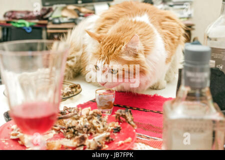 Red cat le désordre de la table post-vacances Banque D'Images