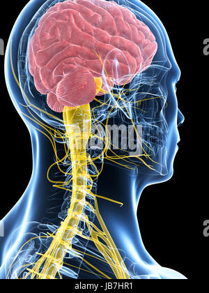 Rendu 3d illustration de l'homme du système nerveux Banque D'Images