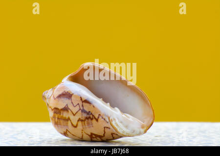 Sea shell sur un fond jaune. Beaux coquillages sur la plage. Une perle se trouve sur un tableau blanc. Banque D'Images