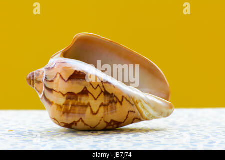 Sea shell sur un fond jaune. Beaux coquillages sur la plage. Une perle se trouve sur un tableau blanc. Banque D'Images