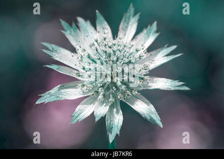 Close-up, modification créative de la belle fleur de printemps Astrantia, également connu sous le Masterwort Banque D'Images