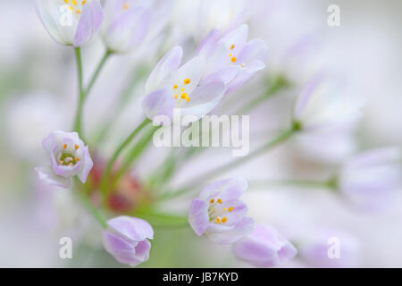 Close-up image de l'Allium roseum peu délicates fleurs également connu sous le nom de l'ail rose fleur rose ou l'ail. Banque D'Images