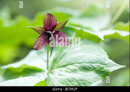 Close-up de la belle fleur de printemps Trillium erectum, également connu sous le nom de trille rouge, service-robin, Purple Trillium, Beth, racine ou Benjamin puant Banque D'Images