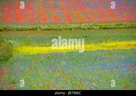 Les prés de fleurs multicolores sur le plateau de Castelluccio durant une journée d'été. Banque D'Images