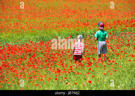 Les prés de fleurs multicolores sur le plateau de Castelluccio durant une journée d'été. Banque D'Images