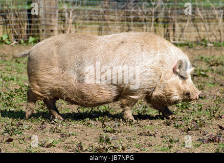 Seitenansicht mit großen Wollschweines ; vue latérale d'un gros porc laineux Banque D'Images