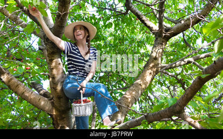 Une femme assise sur un arbre la collecte des cerises, lumière naturelle. Banque D'Images