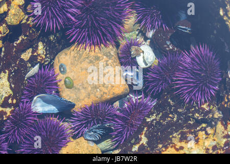 Essaim d'oursins violets du Pacifique (Strongylocentrotus purpuratus) sur le lit de la mer Banque D'Images