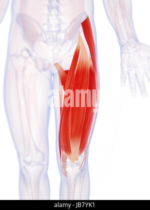 Rendu 3d illustration de la musculature de jambe supérieure Banque D'Images