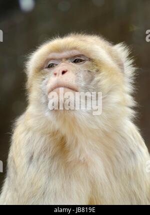 Le départ de près d'un point de vue du visage jeune, belle, de couleur jaune brun à gris barbary macaque fixant voiture.Les singes de Barbarie également connu sous le magot est l'un des plus connus des espèces de singes de l'Ancien Monde. Banque D'Images
