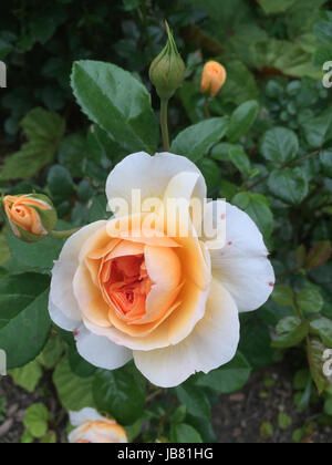 De couleur pêche délicate Rose en pleine floraison Banque D'Images