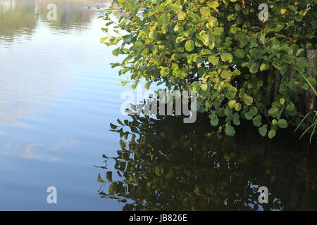 Photo de plante reflétée sur le lac Banque D'Images