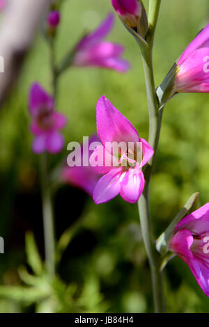 Glaïeul de couleur rose vif fleurs sur une tige florale dans selective focus Banque D'Images