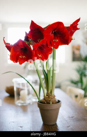 Hippiastrum 'Red' en pot en terre cuite à l'intérieur, dans une chambre sur une table Banque D'Images